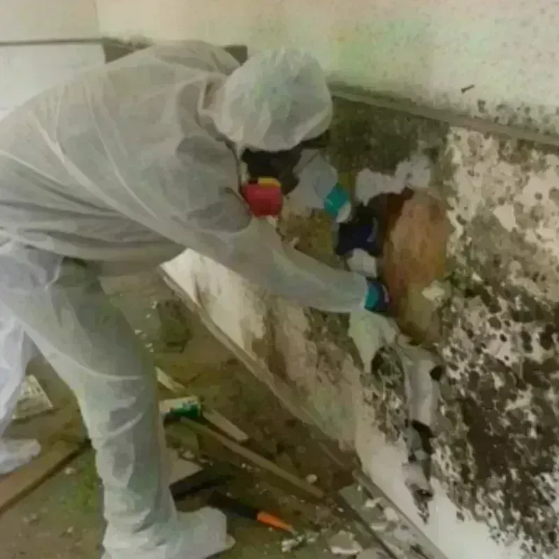 Mold Remediation and Removal in Perry County, AR